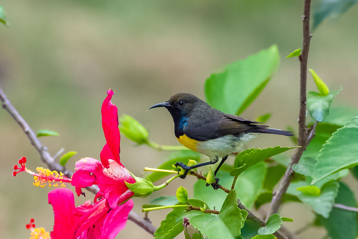 全球首個全國列入 UNESCO 生物圈保護區的國家！認識聖多美普林西比的國際亮點